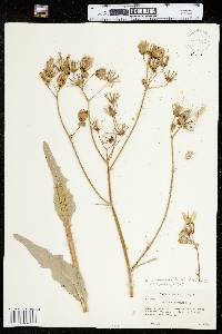 Sonchus arvensis image