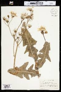 Sonchus arvensis image