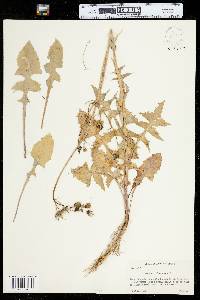 Sonchus oleraceus image