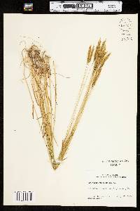 Anthoxanthum odoratum image