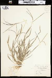 Digitaria ischaemum image