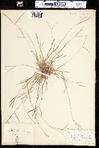 Digitaria ischaemum image