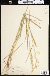 Bromus secalinus image