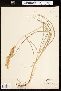 Calamagrostis canadensis image