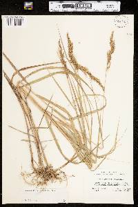 Calamagrostis canadensis image