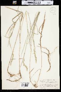 Muhlenbergia glomerata image