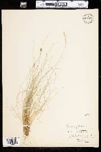 Festuca filiformis image