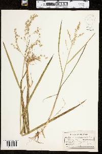 Glyceria canadensis image