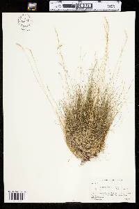 Festuca filiformis image