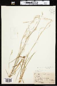 Schizachyrium scoparium var. scoparium image