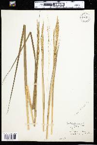 Spartina alterniflora image