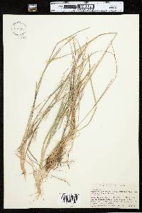 Schizachyrium scoparium var. scoparium image