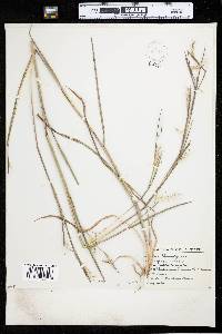 Schizachyrium scoparium var. scoparium image