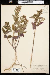 Scutellaria galericulata image