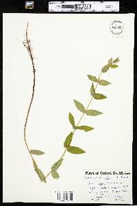 Scutellaria galericulata image