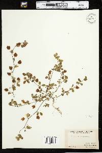 Trifolium campestre image