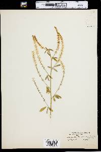 Melilotus officinalis image