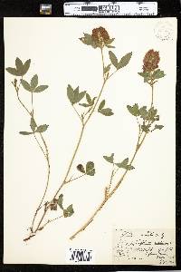 Trifolium medium image