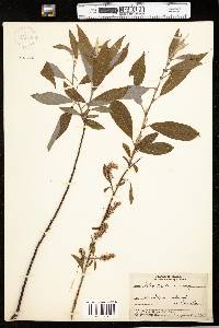 Salix bebbiana image