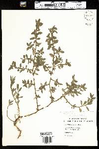 Polygonum aviculare image