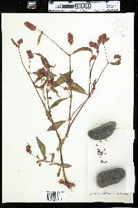 Polygonum persicaria image