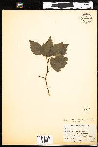 Crataegus phaenopyrum image