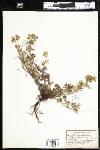 Potentilla argentea image