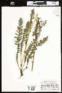 Filipendula vulgaris image