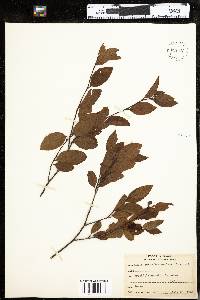 Amelanchier bartramiana image