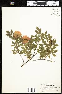 Rosa virginiana image