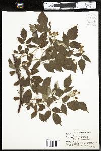 Rubus occidentalis image