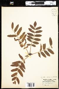 Sorbus aucuparia image