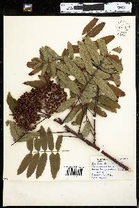 Sorbus americana image