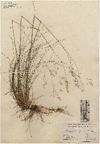 Deschampsia flexuosa image