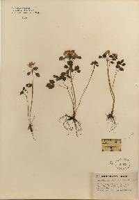 Image of Thalictrum thalictroides