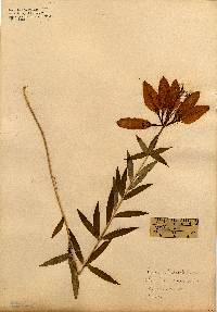 Image of Lilium philadelphicum