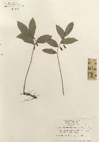 Image of Polygonatum pubescens