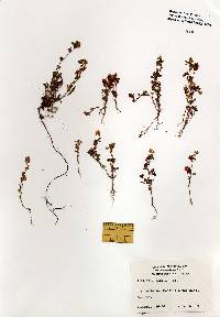 Image of Trifolium dubium