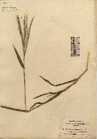 Digitaria sanguinalis image