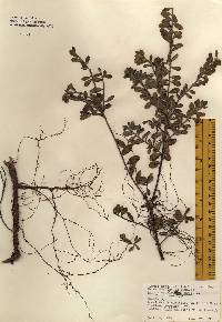 Arctostaphylos uva-ursi image