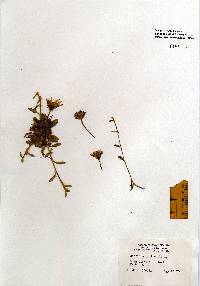 Image of Hieracium pilosella