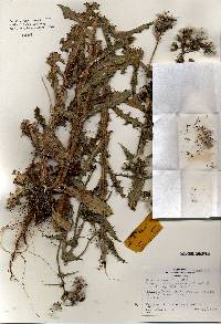 Image of Sonchus asper