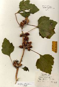 Xanthium strumarium var. canadense image