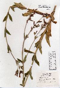 Image of Silene dioica