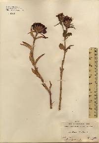 Image of Dianthus barbatus