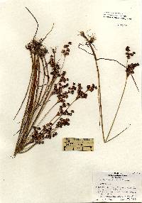 Image of Juncus acuminatus