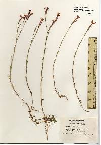 Image of Dianthus deltoides