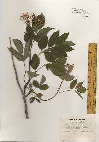 Sambucus nigra image