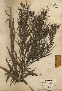 Euthamia graminifolia image