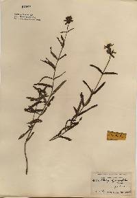 Stachys hyssopifolia image